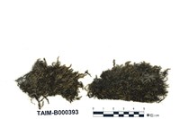 藏品(毛尖卷柏苔)的圖片